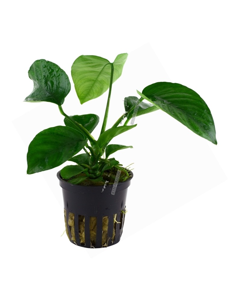 Anubias Caladifolia en Pot